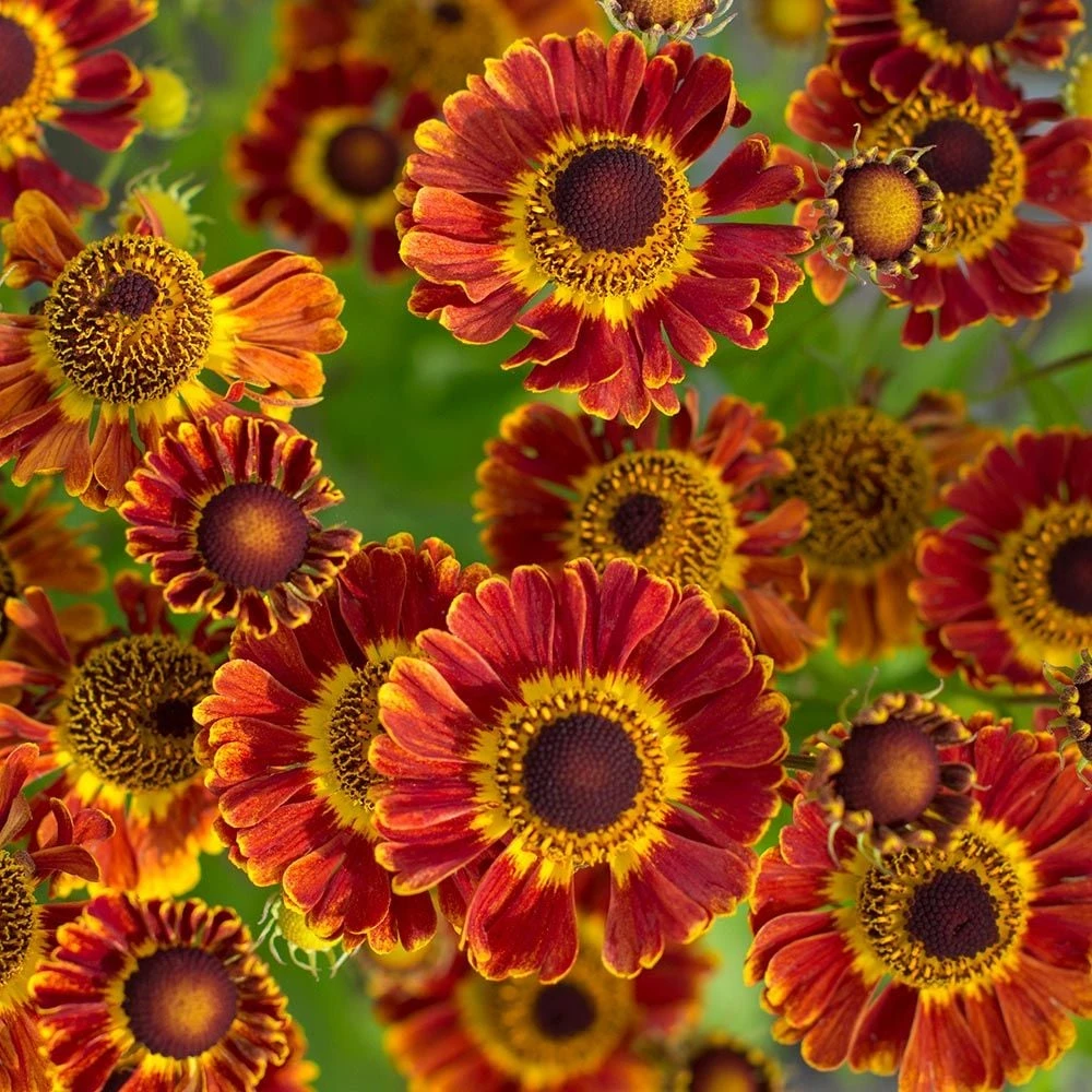 Helenium Autumnale Mariachi™ 'Fuego' 1 Helenium Autumnale Mariachi™ 'Fuego'
