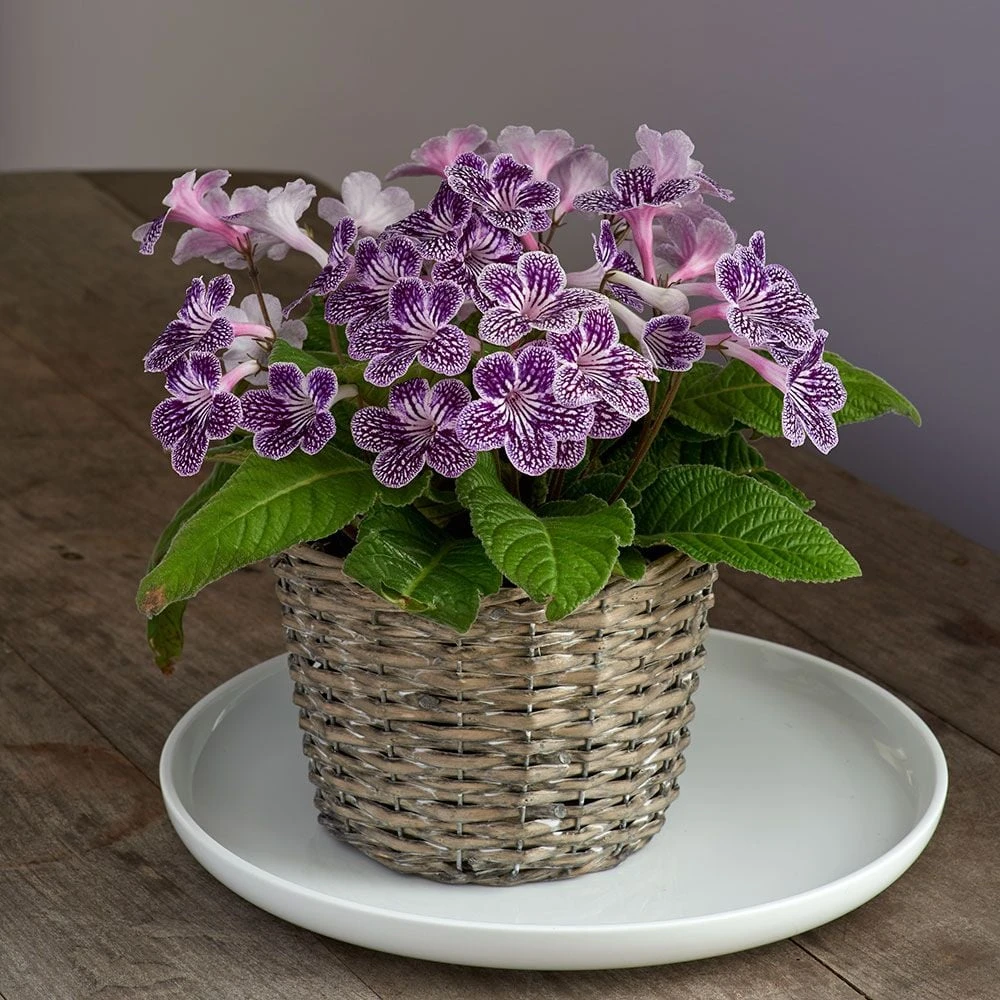 Cape Primrose 'Grape Ice' In Basket 1 Cape Primrose 'Grape Ice' In Basket