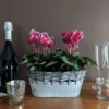 Cyclamen Fantasia® Deep Magenta, 2 Pots In Gray Metal Basket