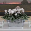 Cyclamen Silverleaf Pure White, 2 Pots In Gray Metal Basket