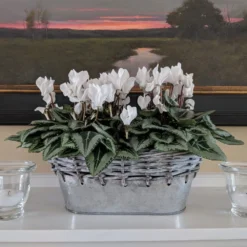 Cyclamen Silverleaf Pure White, 2 Pots In Gray Metal Basket