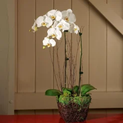 White Moth Orchids In 6½" Basket