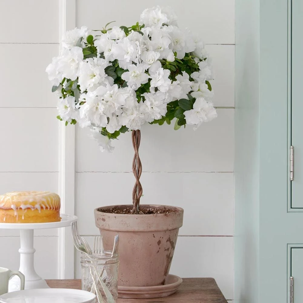 White Azalea Topiary In Gray Clay Pot And Saucer 1 White Azalea Topiary In Gray Clay Pot And Saucer