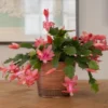 Orange Holiday Cactus In Copper-toned Cachepot