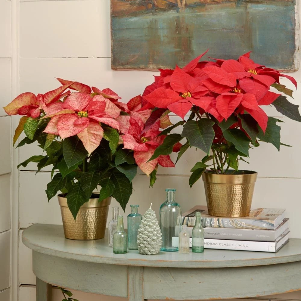 Festive Poinsettia Duo In Gold-toned Ceramic Cachepots 1 Festive Poinsettia Duo In Gold-toned Ceramic Cachepots