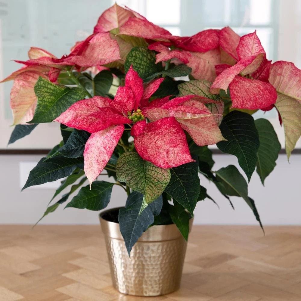 Poinsettia Premium Picasso In Gold-toned Ceramic Cachepot 1 Poinsettia Premium Picasso In Gold-toned Ceramic Cachepot