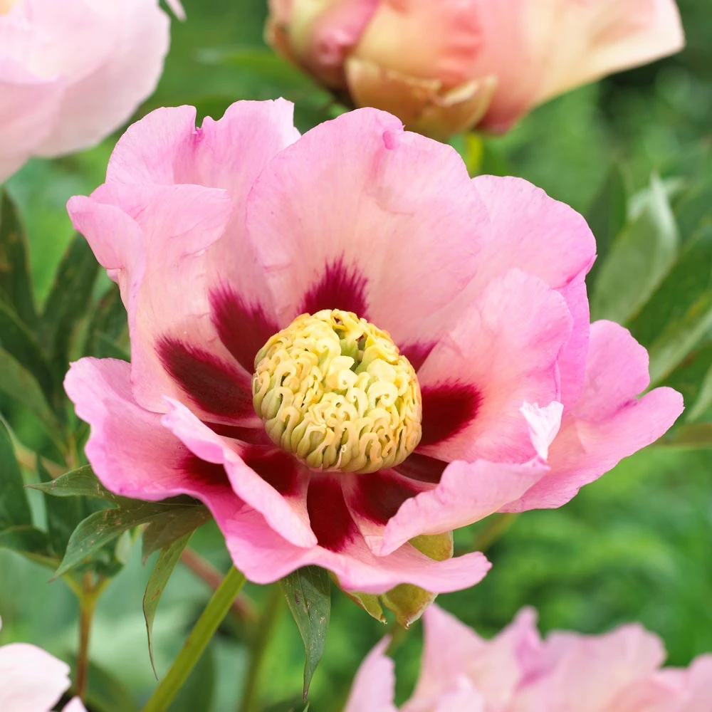 Peony 'Pastel Splendor' - Itoh Peony 1 Peony 'Pastel Splendor' - Itoh Peony