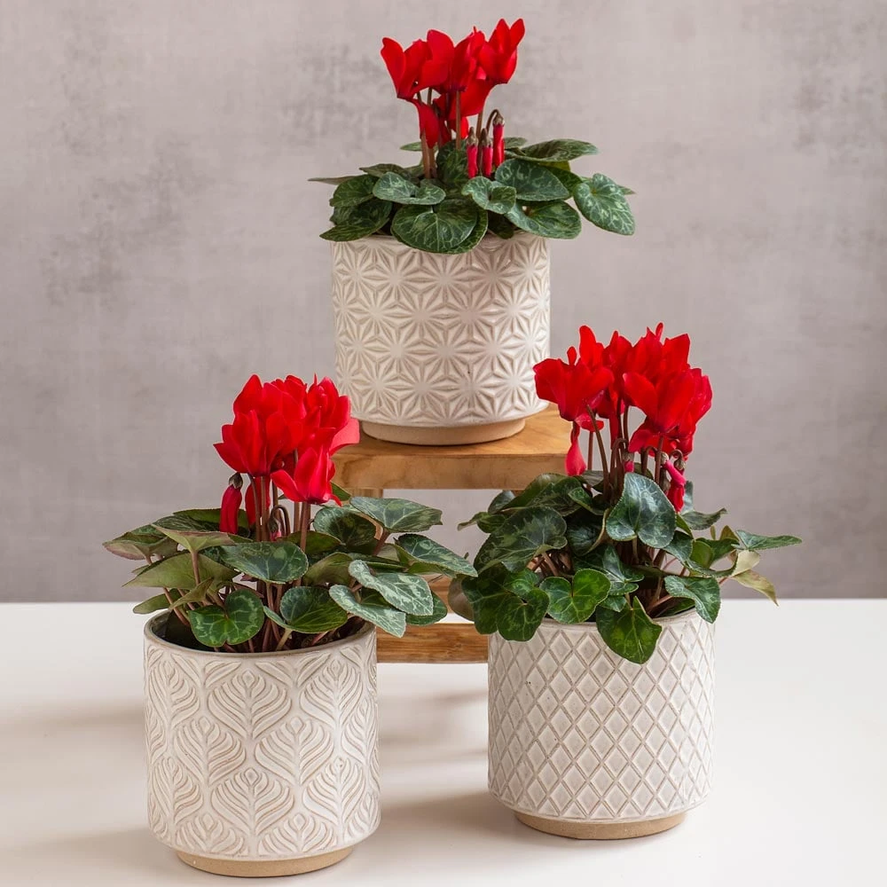 Red Cyclamen Trio In Lokka Ceramic Pots 1 Red Cyclamen Trio In Lokka Ceramic Pots