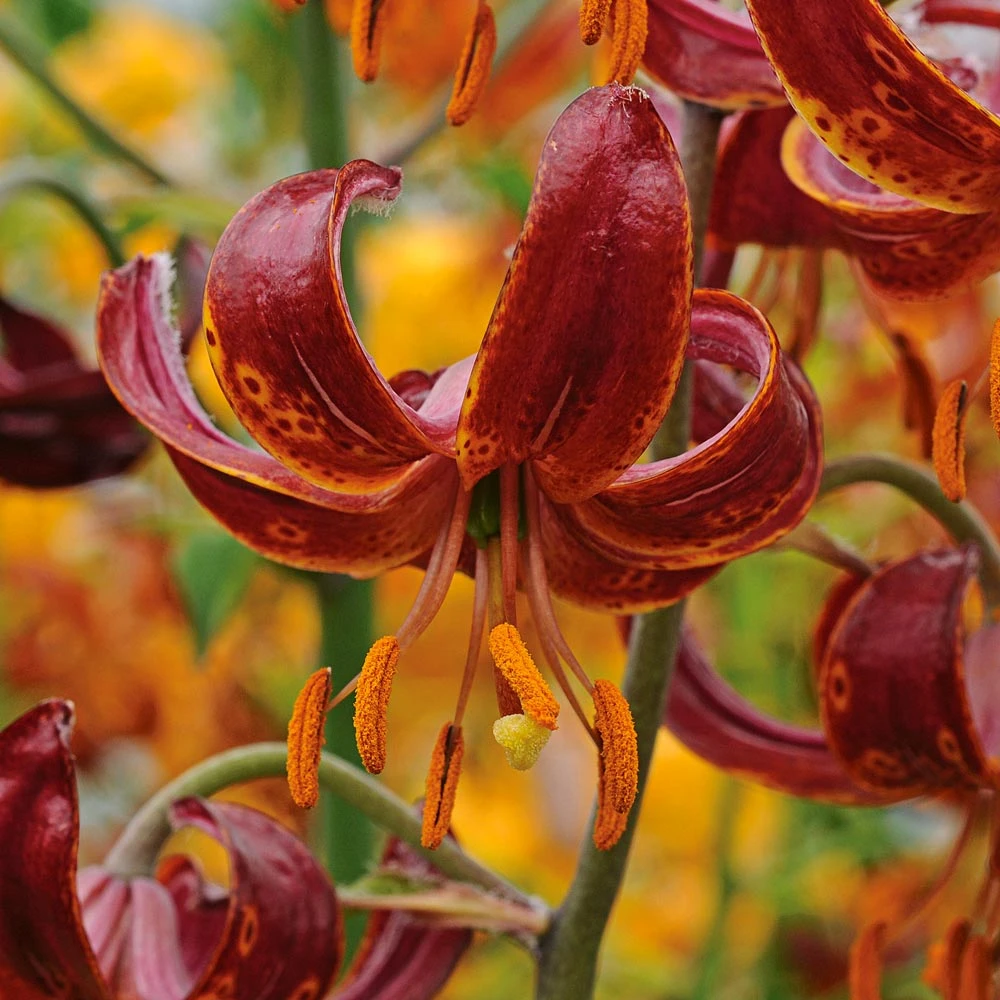 Lilium 'Claude Shride' 1 Lilium 'Claude Shride'
