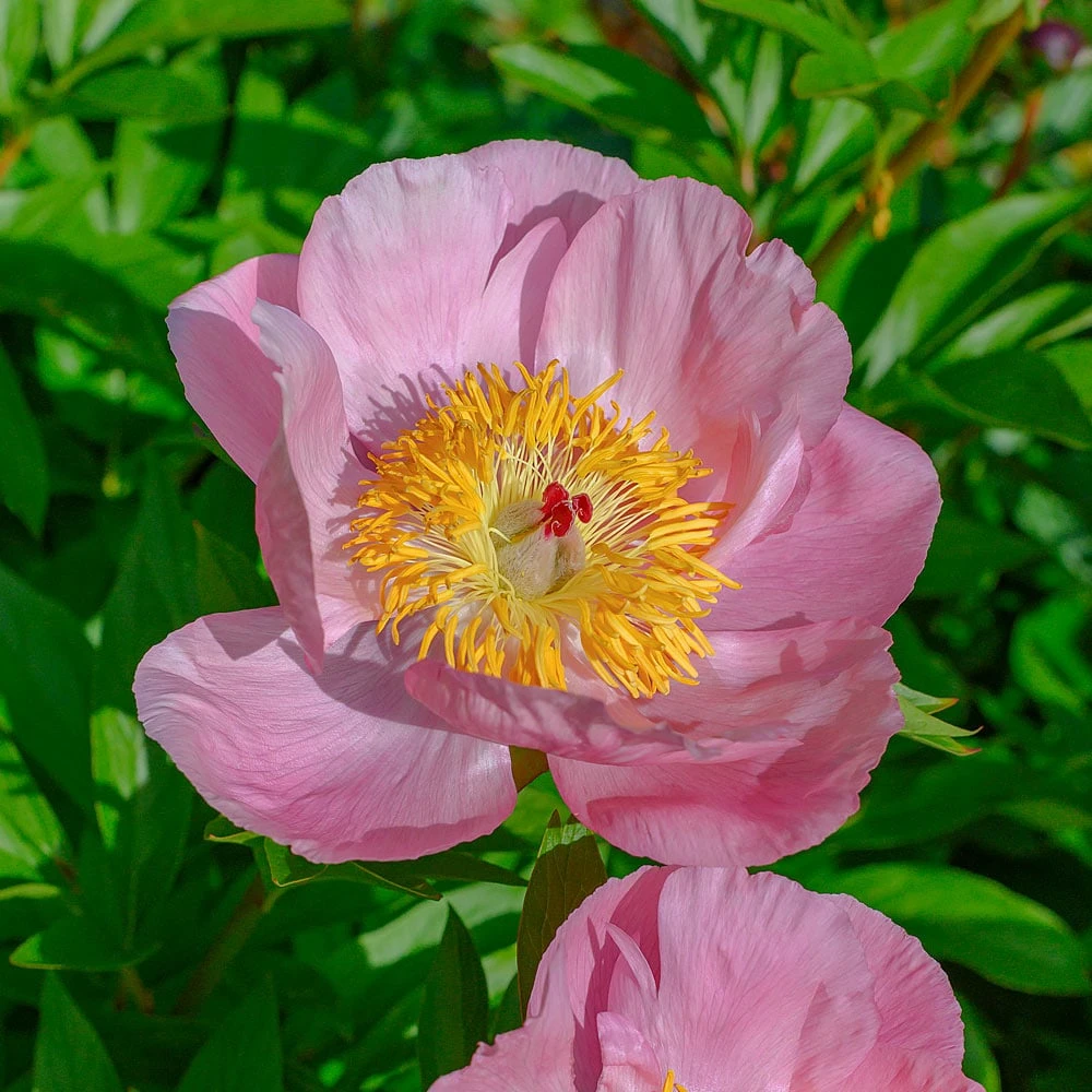 Peony 'Roselette' 1 Peony 'Roselette'