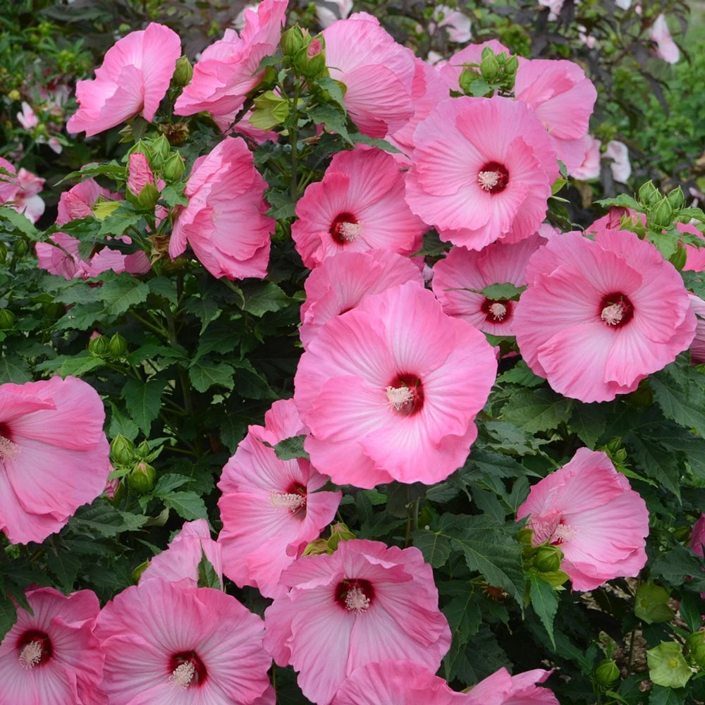 Hibiscus 'Airbrush Effect' 1 Hibiscus 'Airbrush Effect'