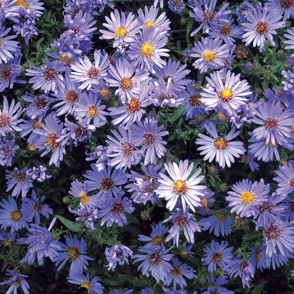 Symphyotrichum 'Wood's Blue' 1 Symphyotrichum 'Wood's Blue'