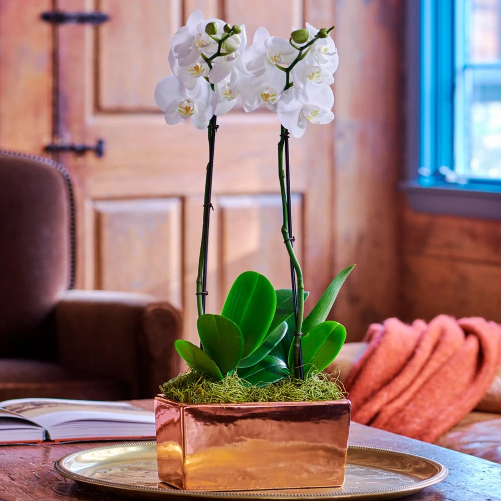 White Moth Orchid In Rectangular Cachepot 1 White Moth Orchid In Rectangular Cachepot