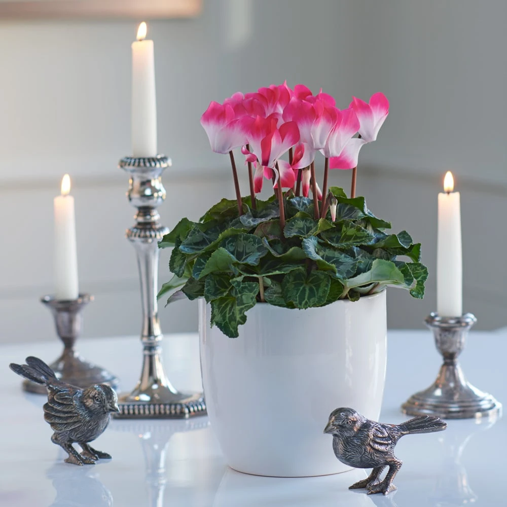 Cyclamen Indiaka® Salmon In White Ceramic Cachepot 1 Cyclamen Indiaka® Salmon In White Ceramic Cachepot