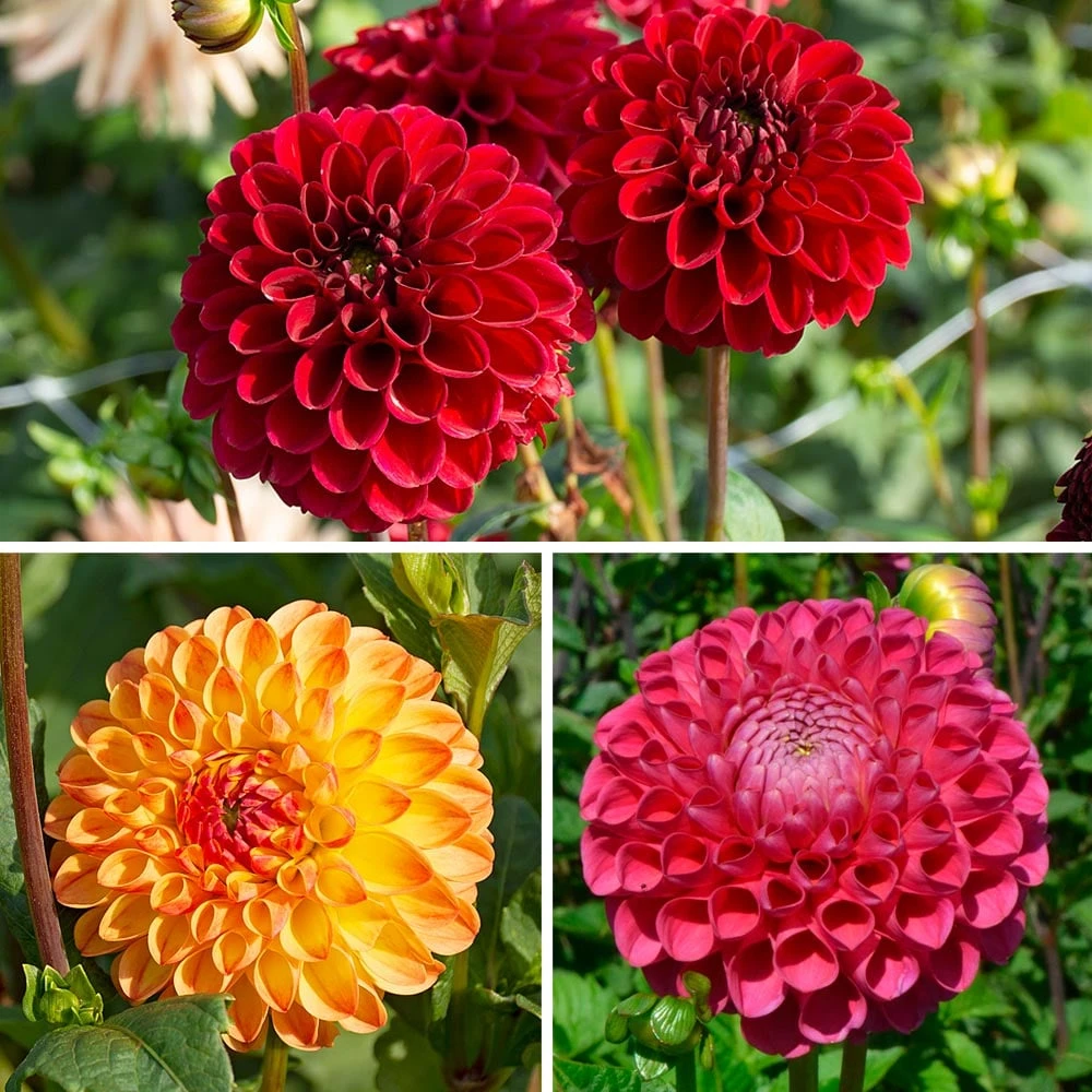 Beach Balls Dahlia Trio Collection 1 Beach Balls Dahlia Trio Collection