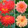 Fireworks Dahlia Trio Collection