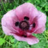 Papaver Orientale 'Central Park'