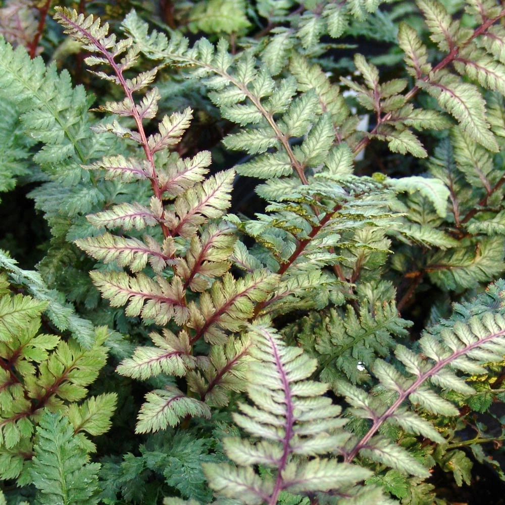 Athyrium Niponicum Var. Pictum 'Regal Red' 1 Athyrium Niponicum Var. Pictum 'Regal Red'