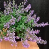 Nepeta X Faassenii SylvesterBlue™