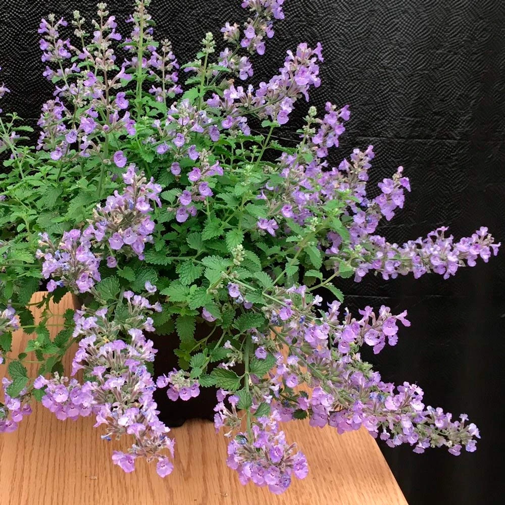 Nepeta X Faassenii SylvesterBlue™ 1 Nepeta X Faassenii SylvesterBlue™