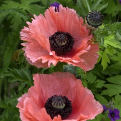 Papaver Orientale 'Aglaja'