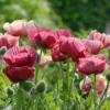 Papaver Orientale 'Marlene'