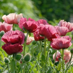Papaver Orientale 'Marlene'