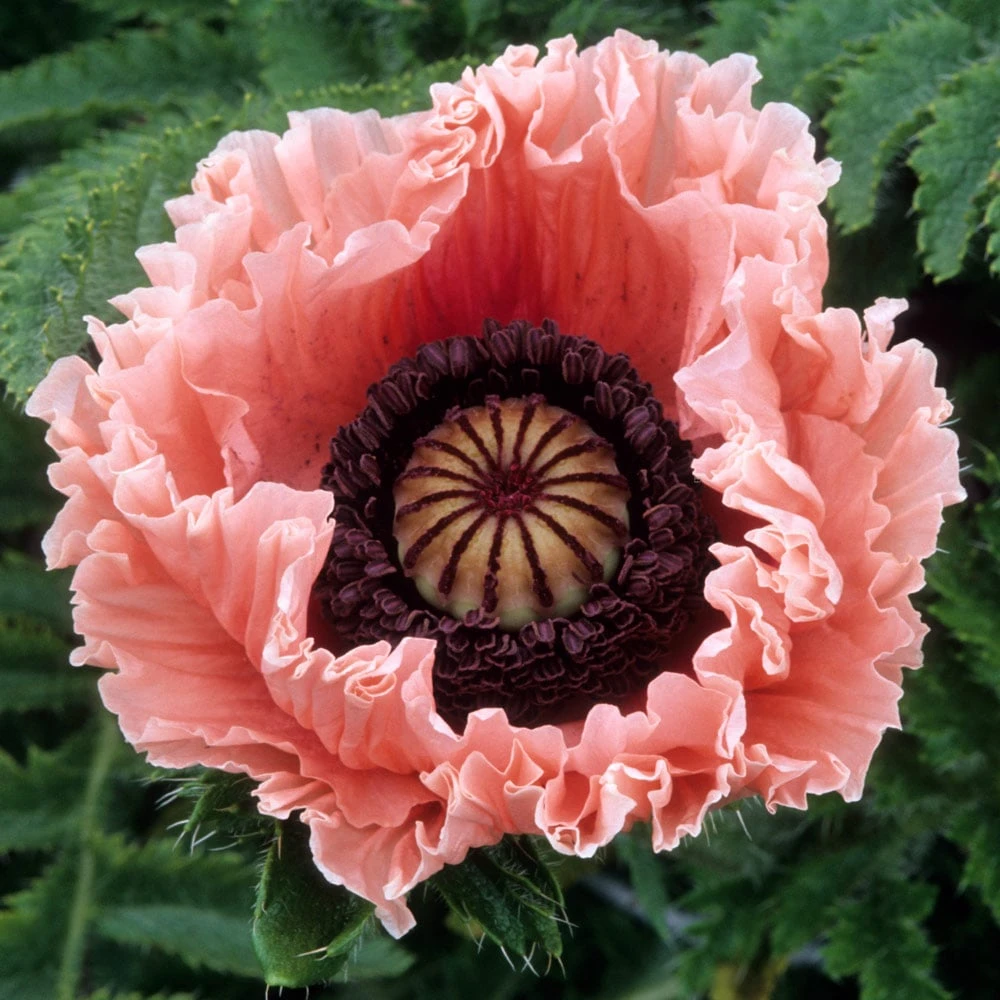 Papaver Orientale 'Petticoat' 1 Papaver Orientale 'Petticoat'