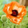 Papaver Orientale 'Flamenco'