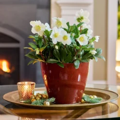 Christmas Rose In Red Resin Cachepot