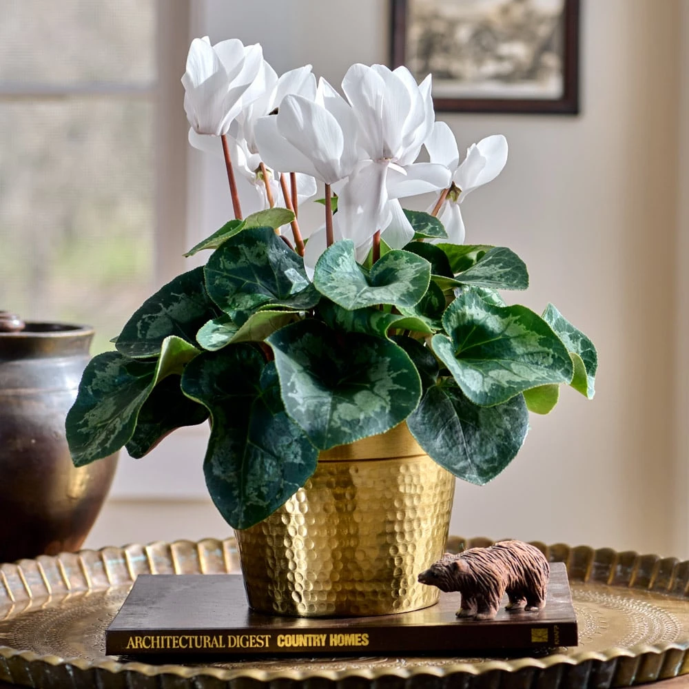 Cyclamen Halios® Pure White In Gold-toned Ceramic Cachepot 1 Cyclamen Halios® Pure White In Gold-toned Ceramic Cachepot