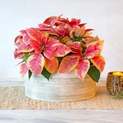 Marble Poinsettia Dish Garden Kit
