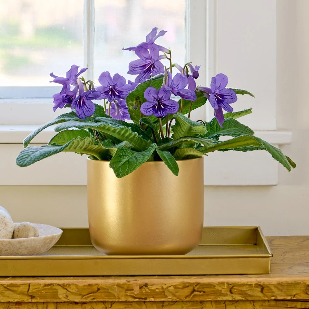 Cape Primrose 'Blueberry' In Gold-toned Ceramic Cachepot 1 Cape Primrose 'Blueberry' In Gold-toned Ceramic Cachepot