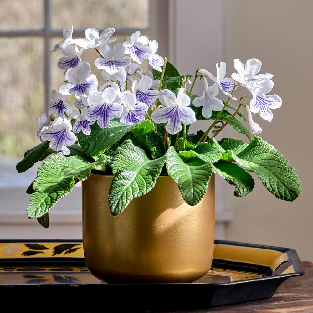 Cape Primrose 'White Ice' In Gold-toned Ceramic Cachepot 1 Cape Primrose 'White Ice' In Gold-toned Ceramic Cachepot