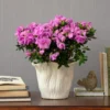 Lavender-Pink Azalea In Flared Tree Ceramic Cachepot