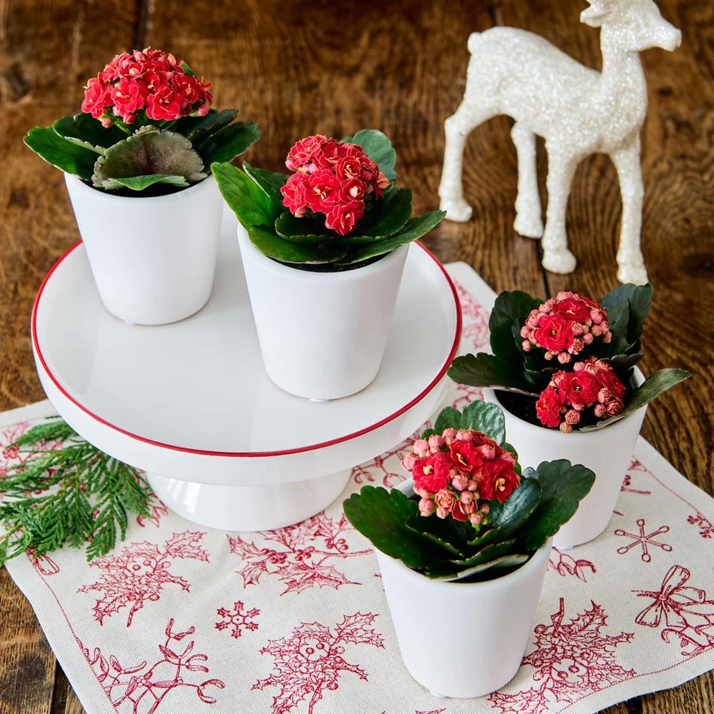 Red Kalanchoe Quartet In White Ceramic Cachepots 1 Red Kalanchoe Quartet In White Ceramic Cachepots