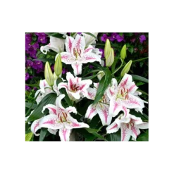 Lilium 'Spectator'