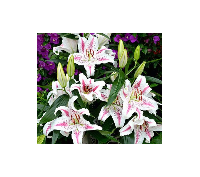 Lilium 'Spectator' 1 Lilium 'Spectator'