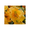 Lilium 'Saltarello'