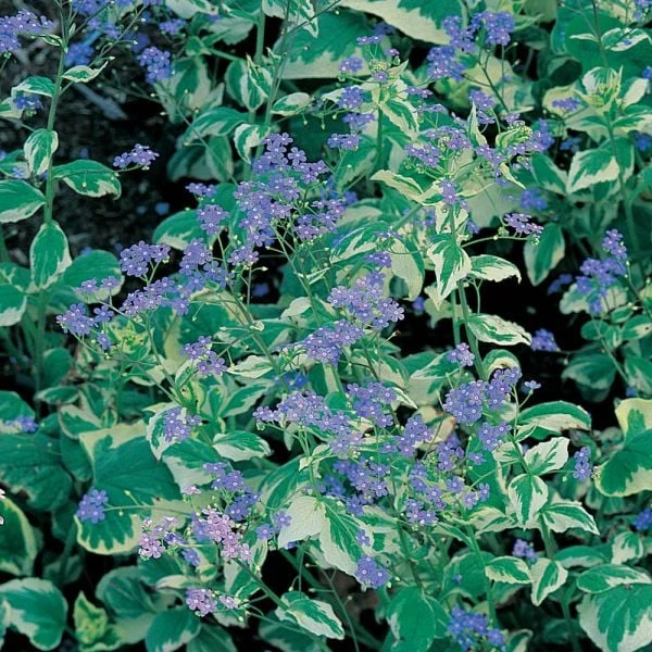 Brunnera Macrophylla 'Variegata' 2 Brunnera Macrophylla 'Variegata' - Image 2