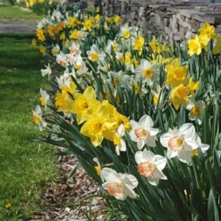 Collaboration For Sun For The South - Daffodils & Daylilies 5 Collaboration For Sun For The South - Daffodils & Daylilies -Leaf Sprigs Sales Store x600 10713