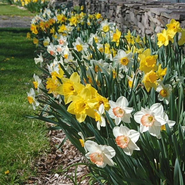 Collaboration For Sun For The South - Daffodils & Daylilies 3 Collaboration For Sun For The South - Daffodils & Daylilies - Image 3