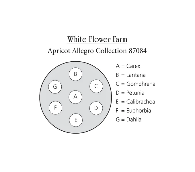 Apricot Allegro Annual Collection 9 Apricot Allegro Annual Collection - Image 9