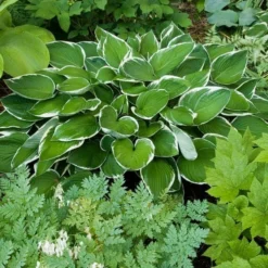 Emerald Isle Hosta Collection 16 Emerald Isle Hosta Collection -Leaf Sprigs Sales Store x600 11396