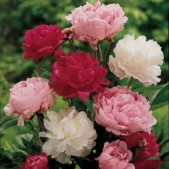 Old-Time Peony Collection 11 Old-Time Peony Collection -Leaf Sprigs Sales Store x600 11407