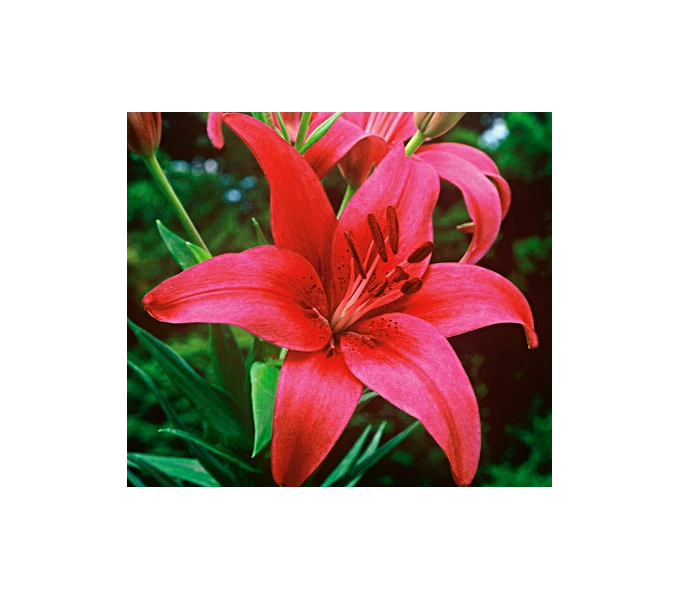 Bold Colors Asiatic Lily Mix 2 Bold Colors Asiatic Lily Mix - Image 2