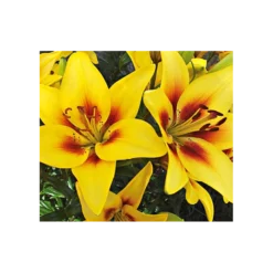 Bold Colors Asiatic Lily Mix 13 Bold Colors Asiatic Lily Mix -Leaf Sprigs Sales Store x600 11468
