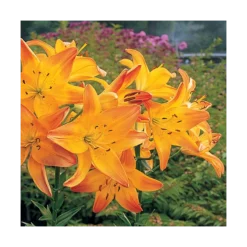 Bold Colors Asiatic Lily Mix 14 Bold Colors Asiatic Lily Mix -Leaf Sprigs Sales Store x600 11470