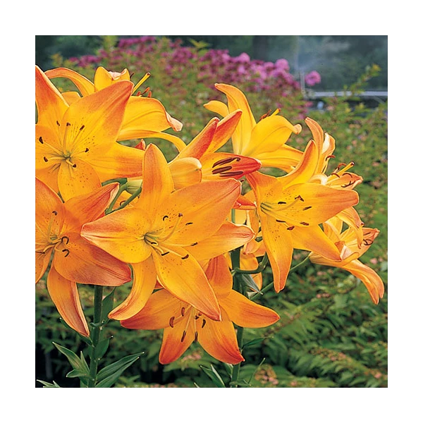 Bold Colors Asiatic Lily Mix 4 Bold Colors Asiatic Lily Mix - Image 4