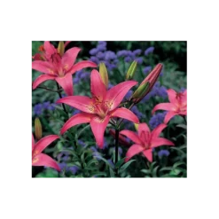 Bold Colors Asiatic Lily Mix 15 Bold Colors Asiatic Lily Mix -Leaf Sprigs Sales Store x600 11471